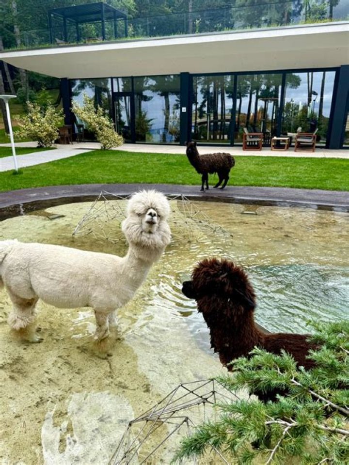 Tamaz Mchedlidze Biography, Age, Height, Wife, Net Worth, Family